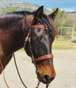 2030 Vilafranca tooled bridle